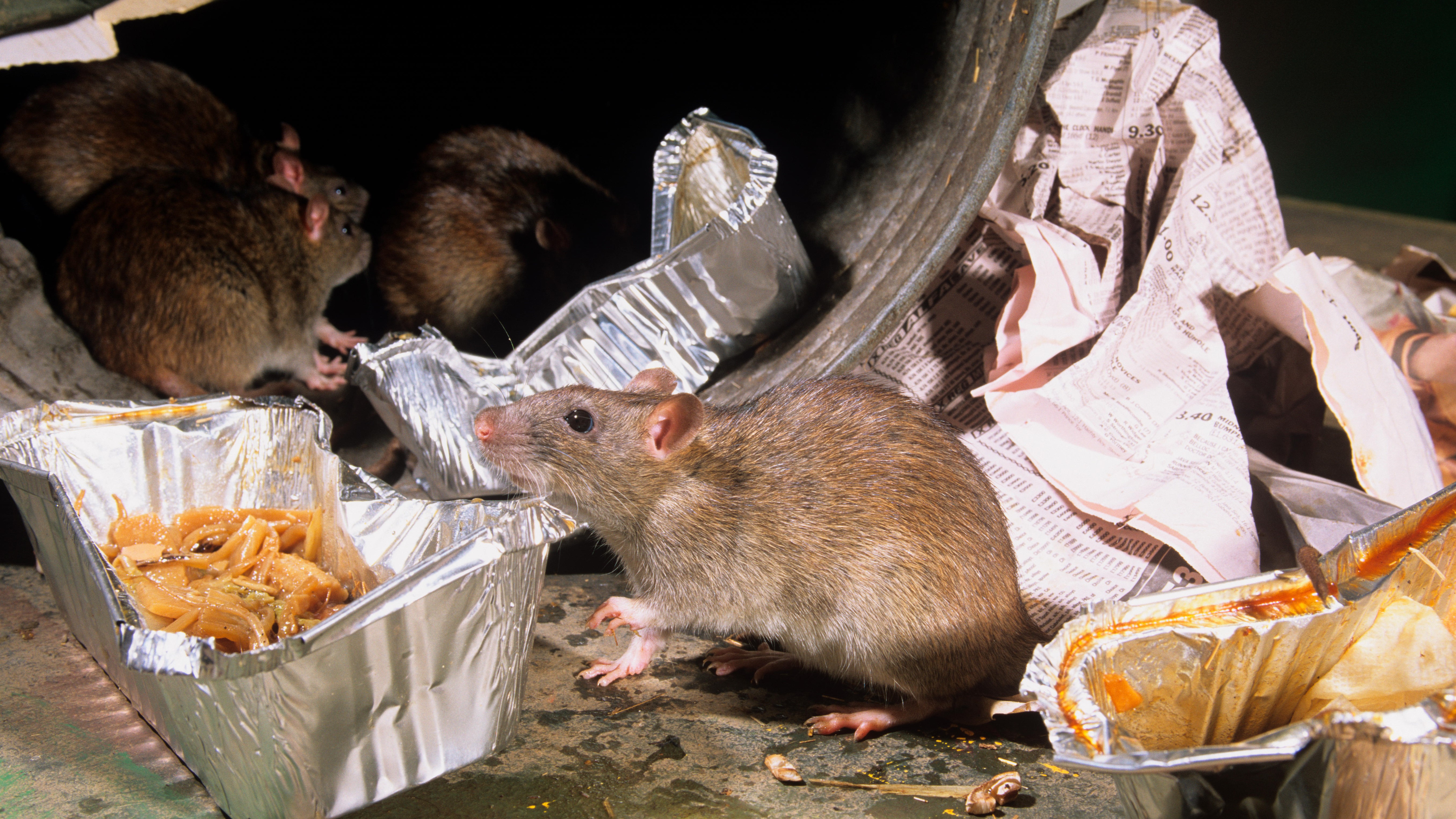 Big Rise In Rodent Infestations In The UK